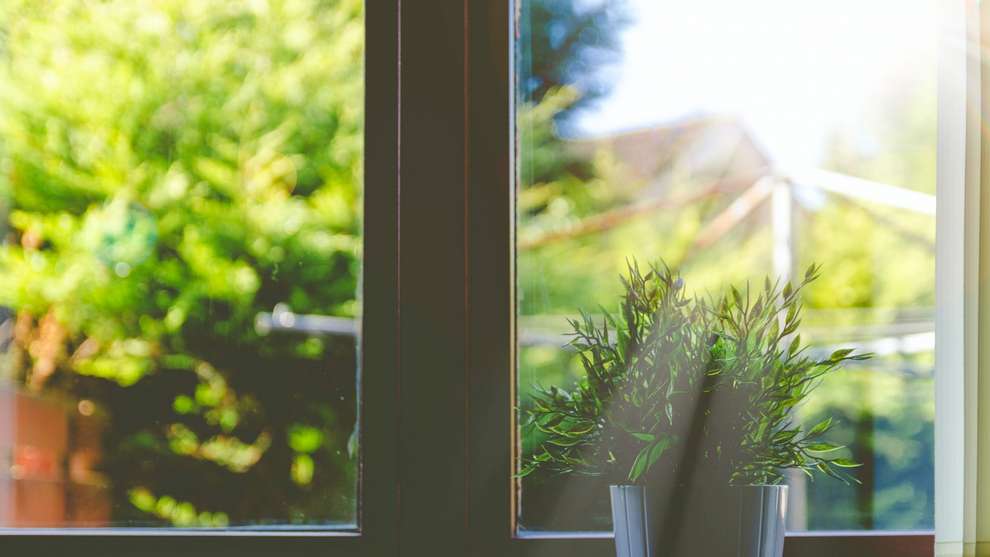 Plant pot on windowsill