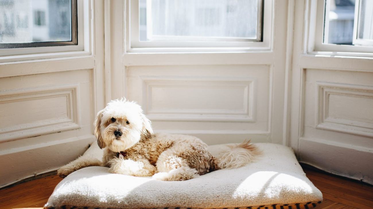 Dog on comfortable Mat